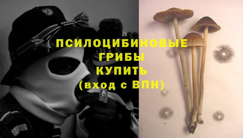 MEGA маркетплейс  darknet телеграм  Псилоцибиновые грибы Psilocybe  Кемь 